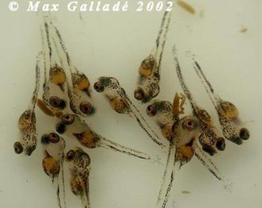 mikrogeophagus-ramirezi-larve-3-dagen-oud