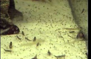 Личинки подёнки и дафнии в аквариуме
