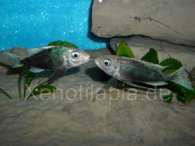 Featherfin; Fadenmaulbrüter; ophthalmotilapia ventralis nundo; ophthalmotilapia ventralis nundo green